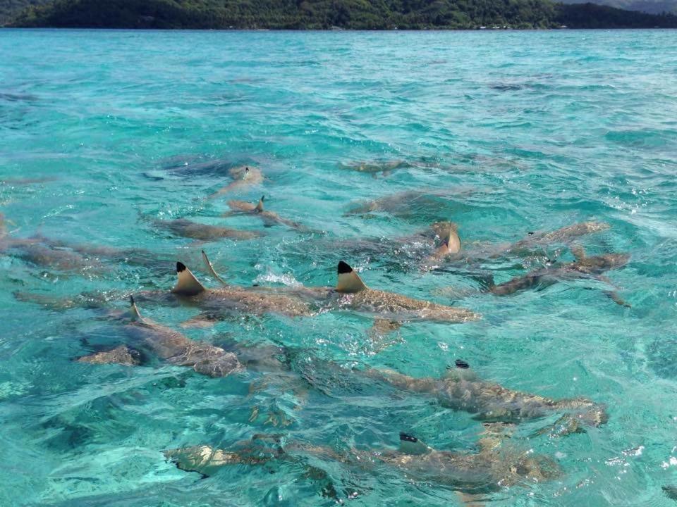 Pension Hibiscus Tahaa Uturoa Kültér fotó